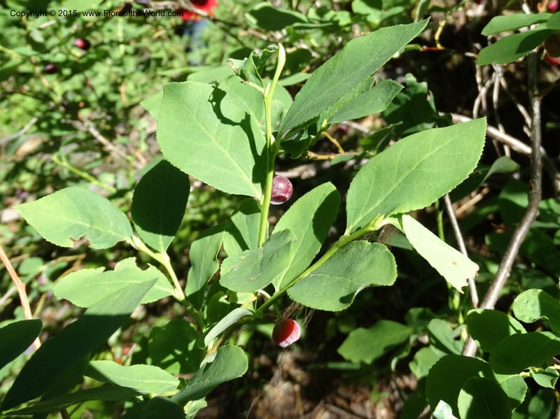 Vaccinium membranaceum, Davidson, C 12607--Idaho. Valley Co. Payette Lake. Sylvan Cr. 20 Jul 2014. DSC00669 (12).JPG
