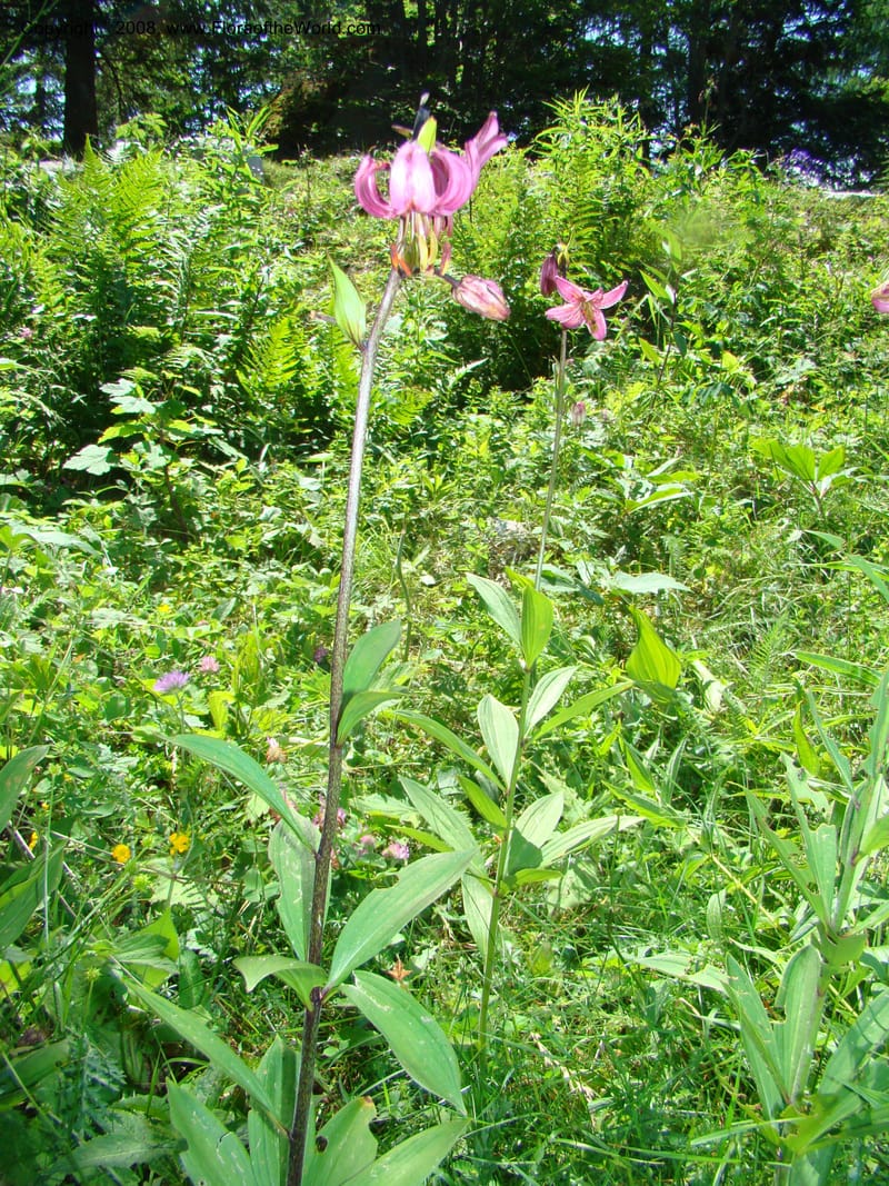 Lilium martagon, CDavidson11254--Slovenia. Gorenska Reg. Velika Planina. 6 Jul 08. 135.jpg