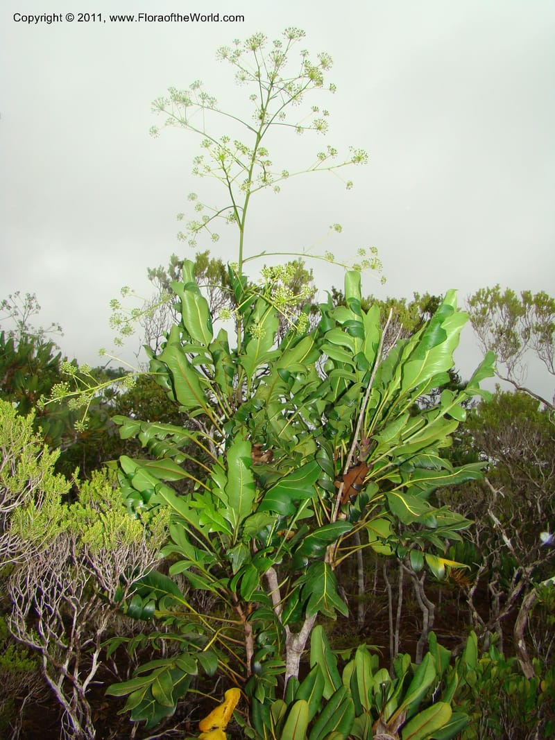 Myodocarpus crassifolius--New Caledonia. Pl des Lacs. Ca. Grand Lac. X fraxinifolius. 21 Jan 2010. 293 (288).jpg