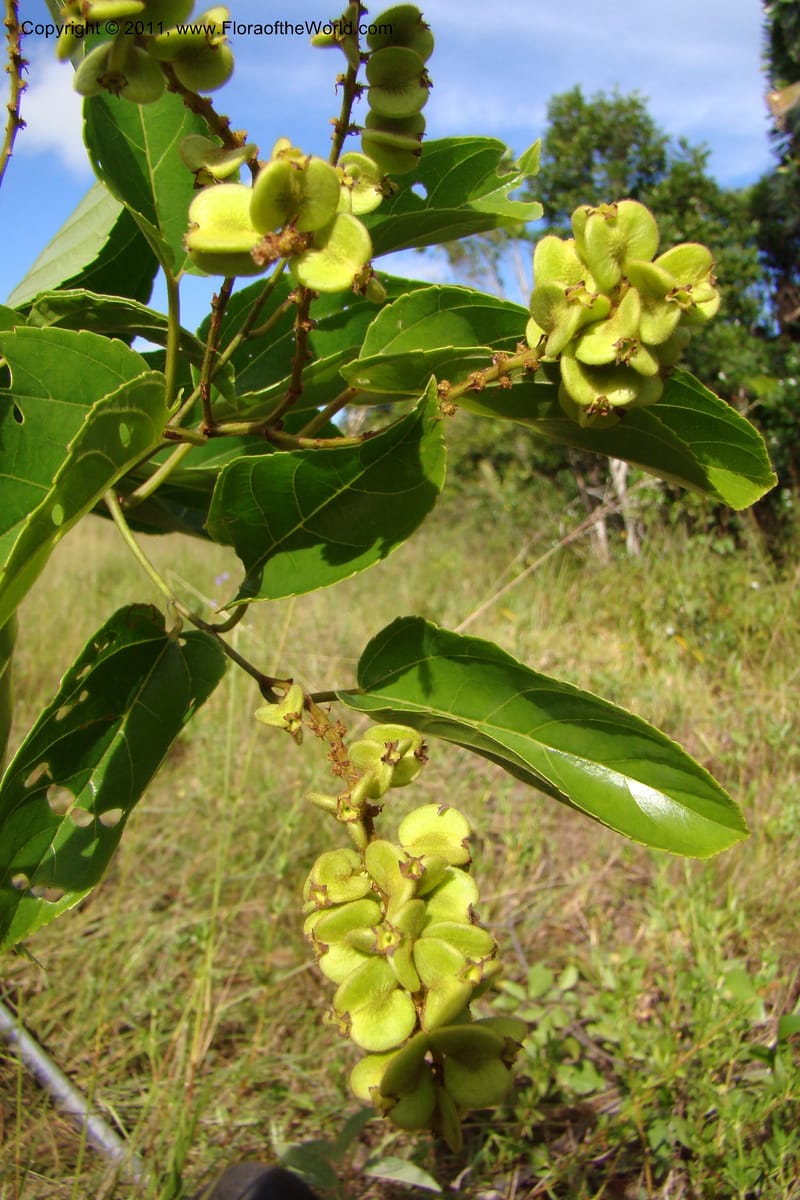 Gouania myriocarpa, Razafindraibe 210--Madagascar. Prov. Fianarantsoa. RN 12. 14 Jan 09. 285 (9).jpg