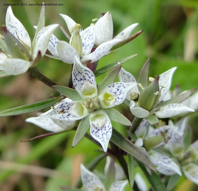 Swertia angustifolia, VC 5497--Thailand. Chiang Mai Prov. Doi Inthanon Nat. Park. 8 Nov 2012. DSC07747 (237).JPG