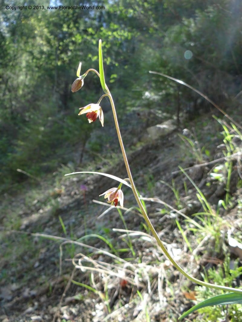 Fritillaria atropurpurea, Davidson, C 12131--Calif. Nevada Co. 19 Apr 2013. DSC03185 (10).JPG