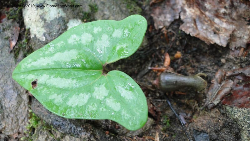 Hexastylis arifolium, Mori 27431--North Carolina. Duke Forest. Gate 26. 24 May 2010. 149 (30).jpg