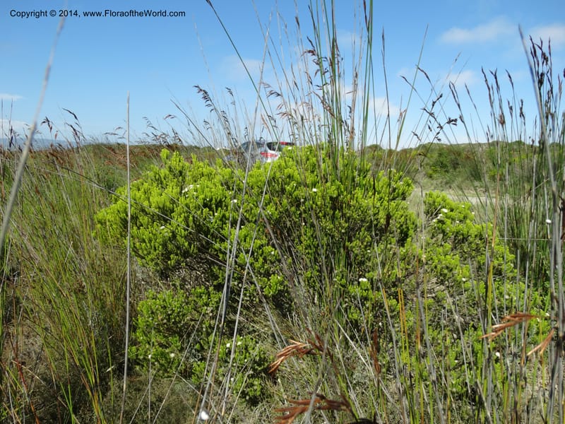 Agathosma collina, Davidson, C 12301--South Africa. Western Cape. De Hoop Nature Res. 22 Jan 2014. DSC01681 (113).JPG