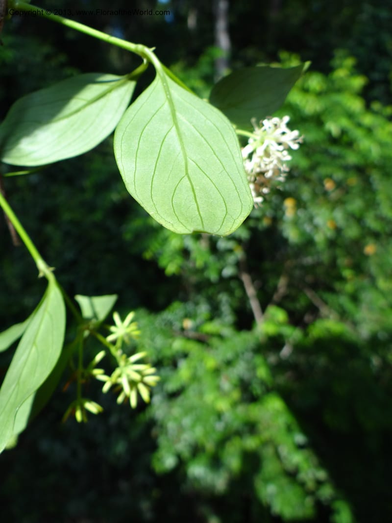 Hedyotis, VC 5667--Thailand. Trang. Peninsula Bot. Gard. Thungkhai. 17 Nov 2012. DSC00231 (12).JPG