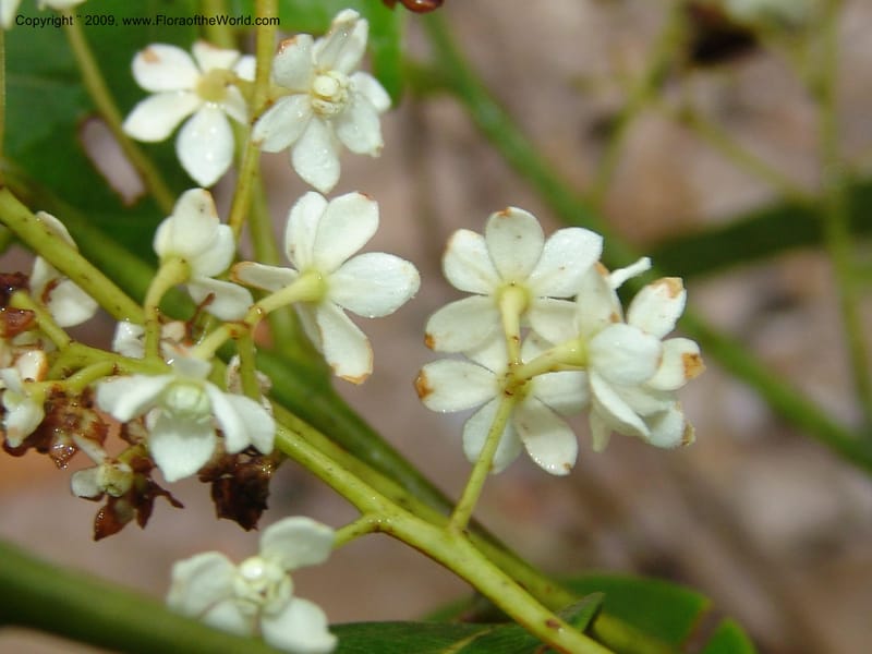 Nectandra, DNeill15748--Ecuador. Prov. Zamora Ch. Silica Mine, Las Orquideas. 15 Sep 07. 417.jpg