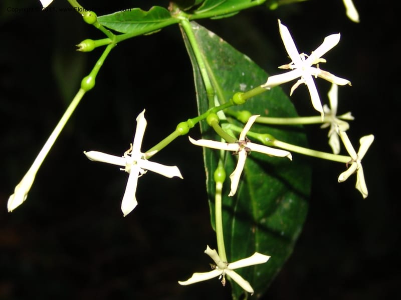 Ixora killipii, R. Vasquez  33087--Peru. Pillcopata. Qbda Sachavacayoc. 30 Oct 07. 644 (1).jpg