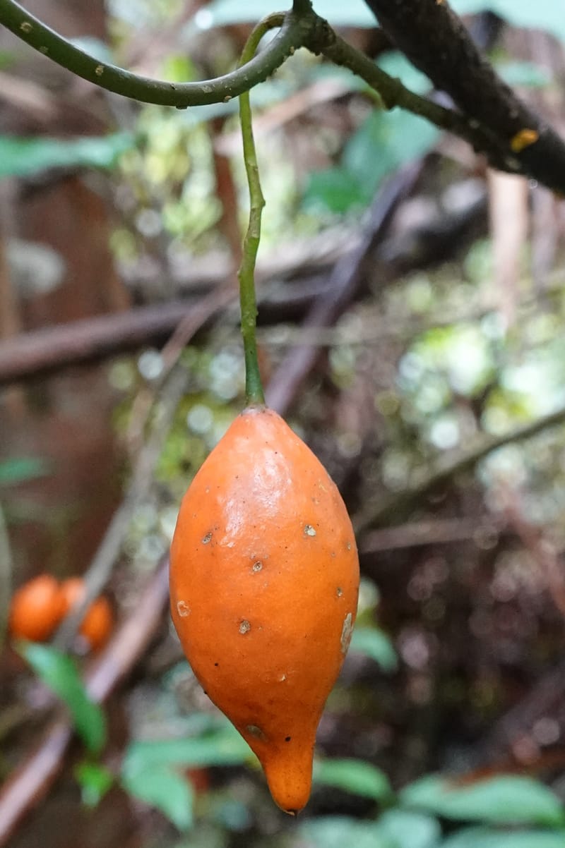 Tabernanthe iboga, C. Davidson 13949--Gabon. Mondah. Arb Raponda Walker. 4 Nov 2018. DSC01949 (70).JPG