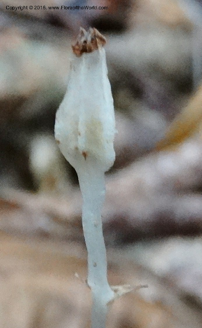 Gymnosiphon, Davidson, C 12890--Sabah. Sapa Paya For. Res. 23 Mar 2015. DSC00001 (192).JPG