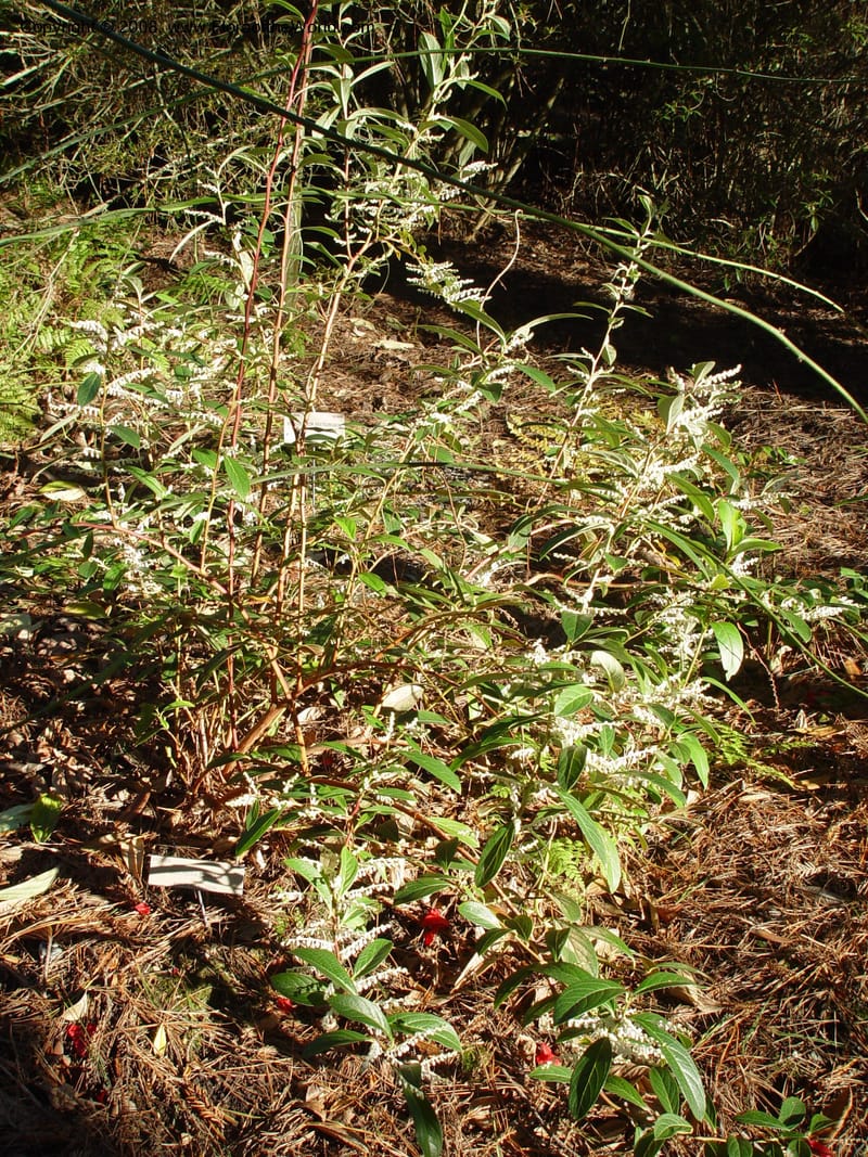 Gaultheria forrestii, 99.0284--CA. UC Berkeley Bot. Gard. 10 Feb 04. 189.jpg