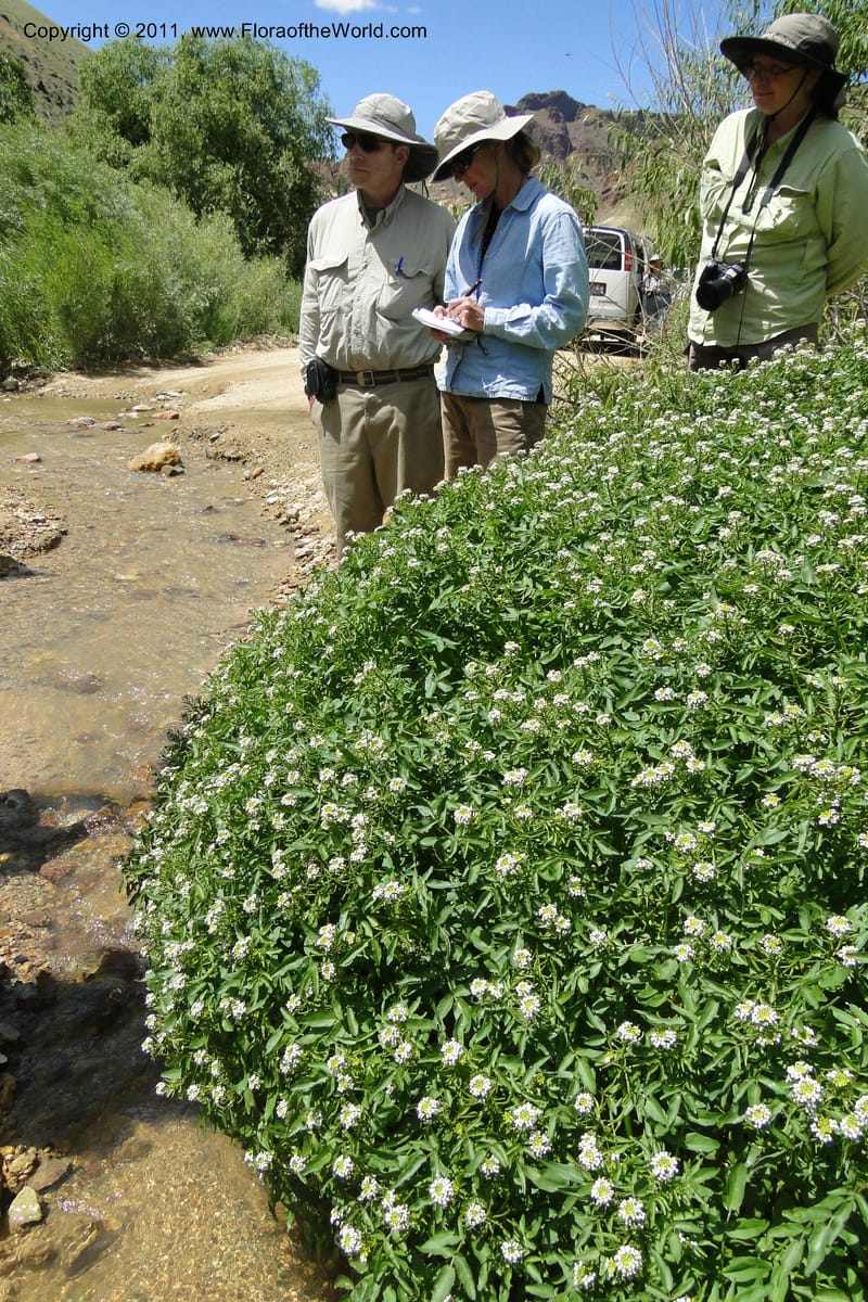 Nasturtium officinale, C. Davidson 11853--Oregon. Malheur Co. Leslie Gulch. 30 June 2011. 229 (22).jpg