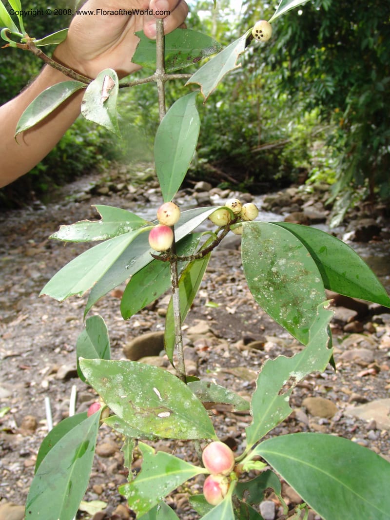 Clusia, RVasquez32950--Peru. Pillcopata. Qbda Pini Pini. 29 Oct 07. 040.jpg