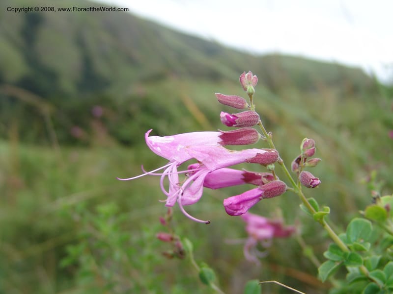 Syncolostemon rotundifolius--So.Africa. E. Cape. Umtamvuna Nat. Res. 11 Mch 05. 055.jpg