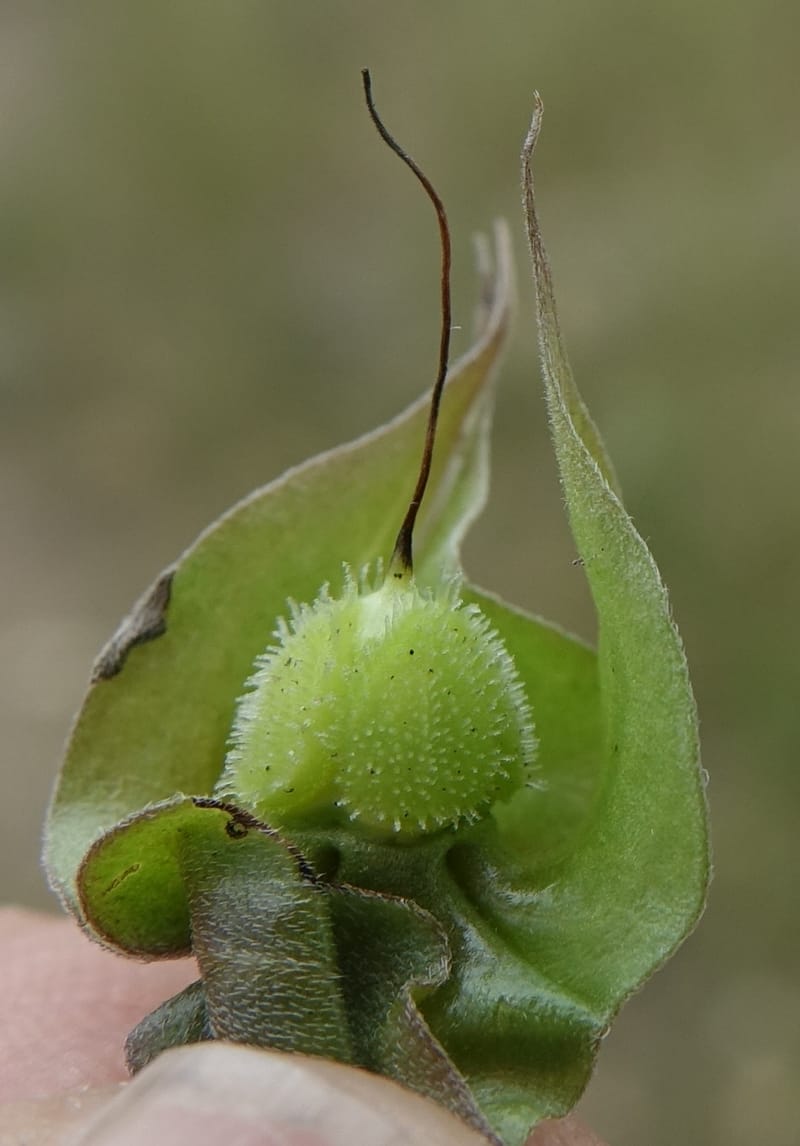Trichodesma angustifolium, L. Nanyeni 1286--Namibia. Hwy 3031. Odom 155. 31 Mar 2018. DSC04738 (35).JPG