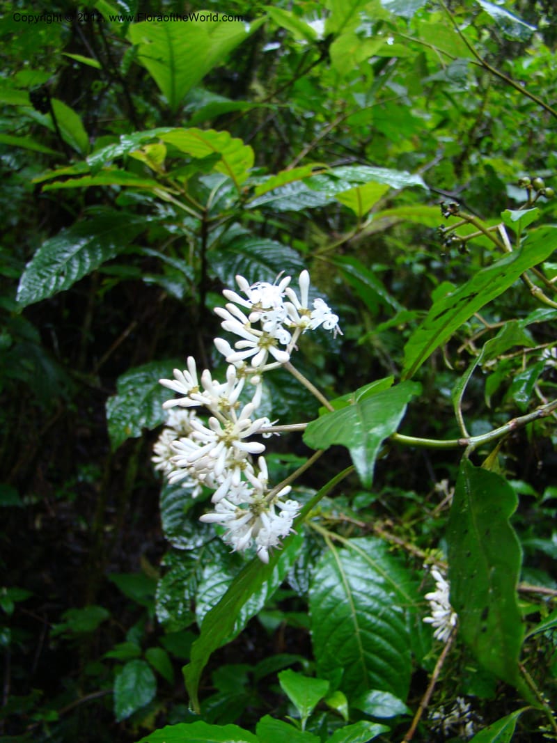 Psychotria, Gereau, R 7011--Tanz. Mbeya Rural Distr. Ngozi Crater. 26 Jan 08. 028 (6).jpg
