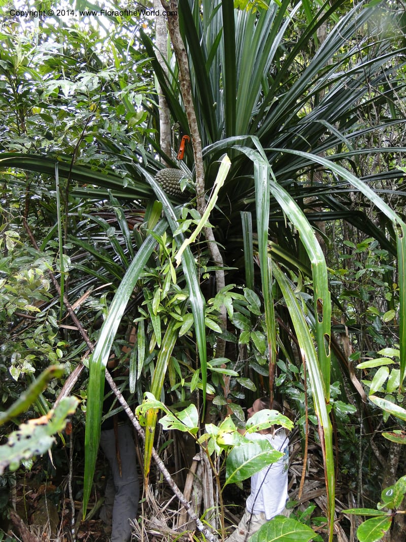 Pandanus pancheri,  M. Callmander 980--New Caledonia. Nodela Reserve. 19 Feb 2011. 001 (9).jpg
