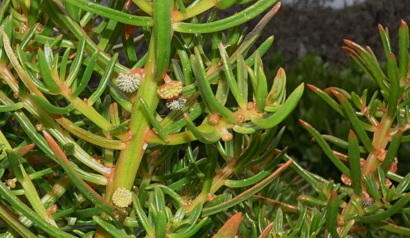 Gyrostemon sheathii, Davidson, C 13515--Australia. W.A. Torndirrup N.P. Frenchman Bay Rd. 30 Oct 2016. DSC06898 (16).JPG
