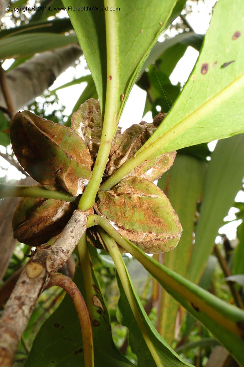 Pittosporum aliferum, J. Munzinger 6588--New Caledonia. Mine St. Louis Boulinda. 18 Feb 2011. 042 (4).jpg