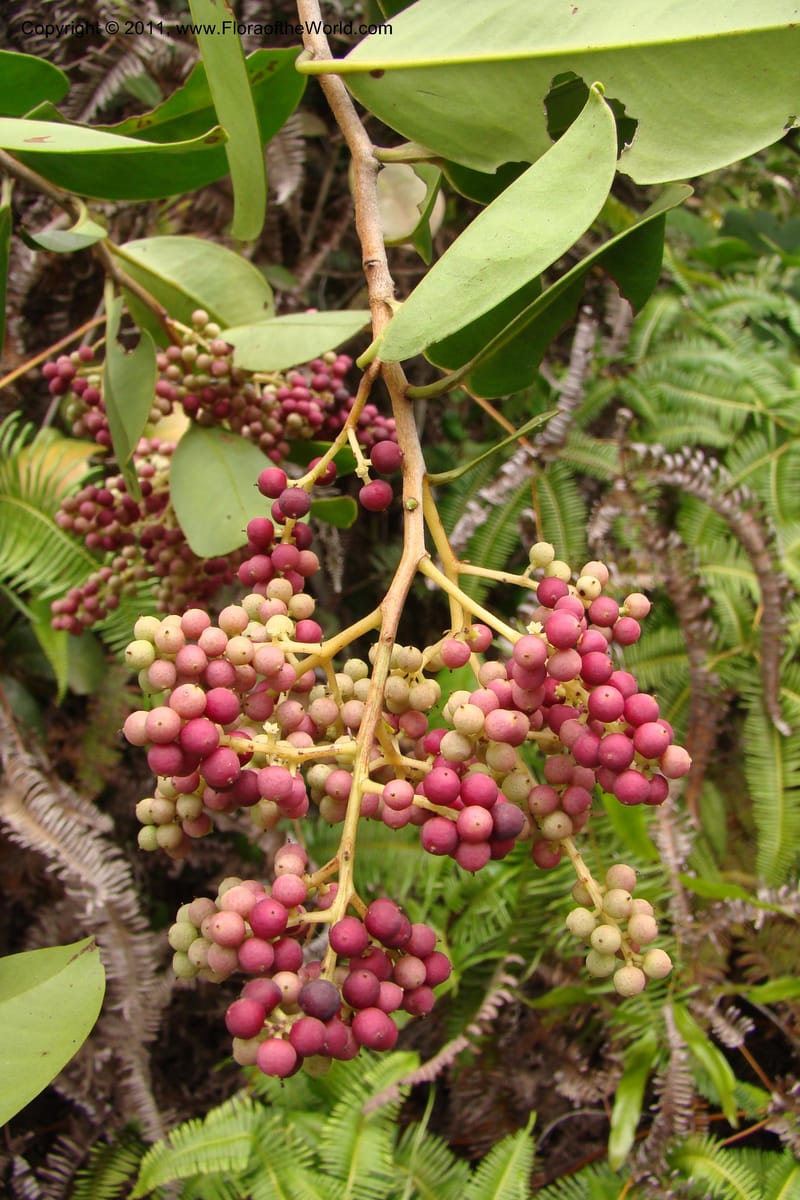 Embelia, Rogers 1228--Madagascar. Prov. Fianarantsoa. Manakara-Irondro.15 Jan 09. 015.jpg