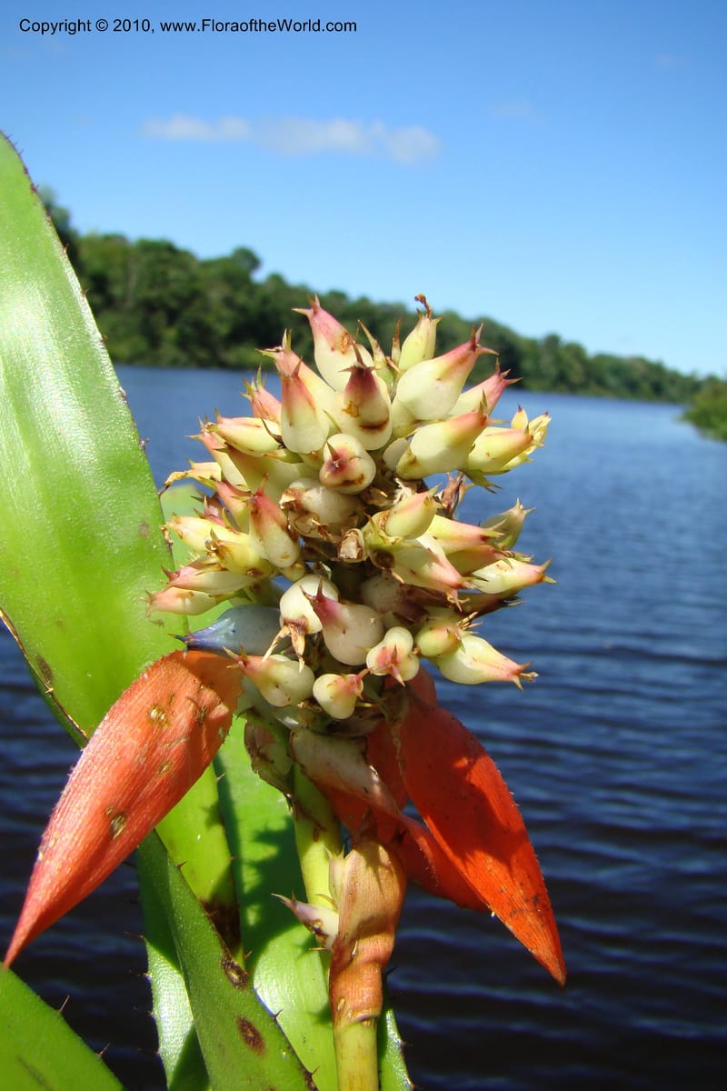Aechmea, R. Vasquez 34537--Peru. Pacaya Samiria. Yantacocha. 5 Nov 08. 054.jpg