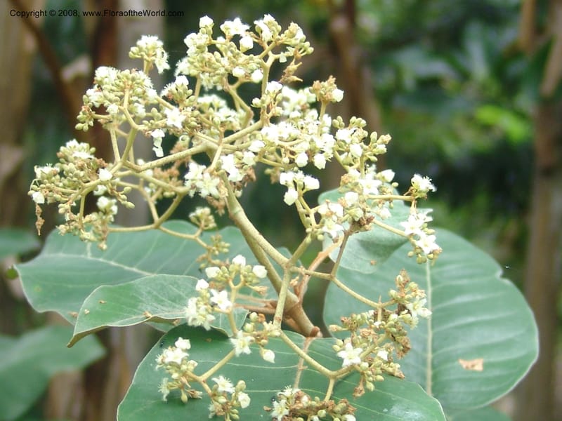 Harungana madagascariensis--So. Africa. Mpumalanga. Karino. Whyte Thorne Garden. 19 Mch 05. 289.jpg