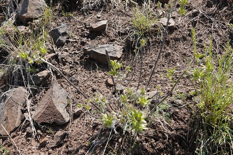 Lomatium macrocarpum, C. Davidson 13790--Oregon. Wallowa Co. Upper Camp Creek Canyon. 5 Jun 2018. DSC05225 (101).JPG
