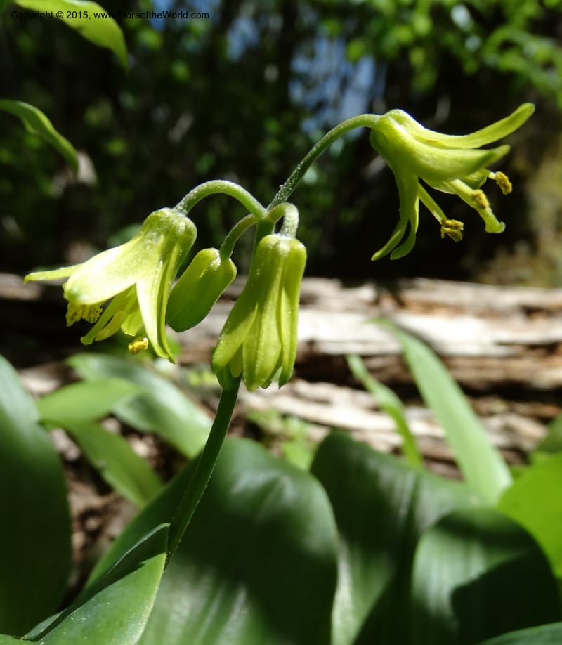 Clintonia borealis, Davidson, C 13070--North Carolina. Trans. Co. Devils Courthhouse. 21 May 2015. DSC07059 (11).JPG