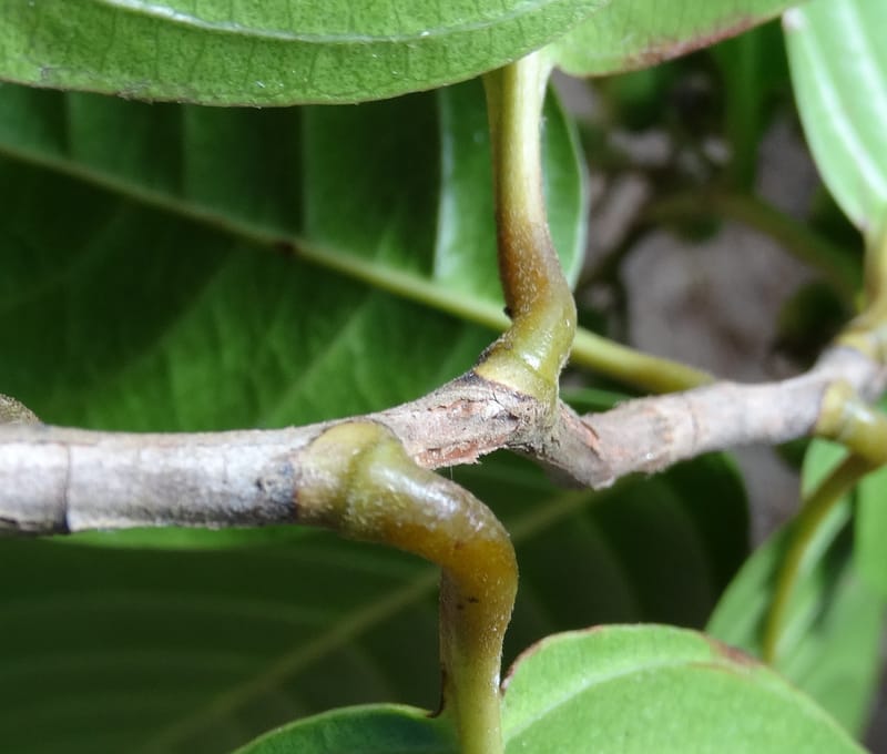 Tetracera billardieri, Lowry, P 7392--New Caledonia. Nehoue Forest. 17 Nov 2015. DSC03041 (367).JPG