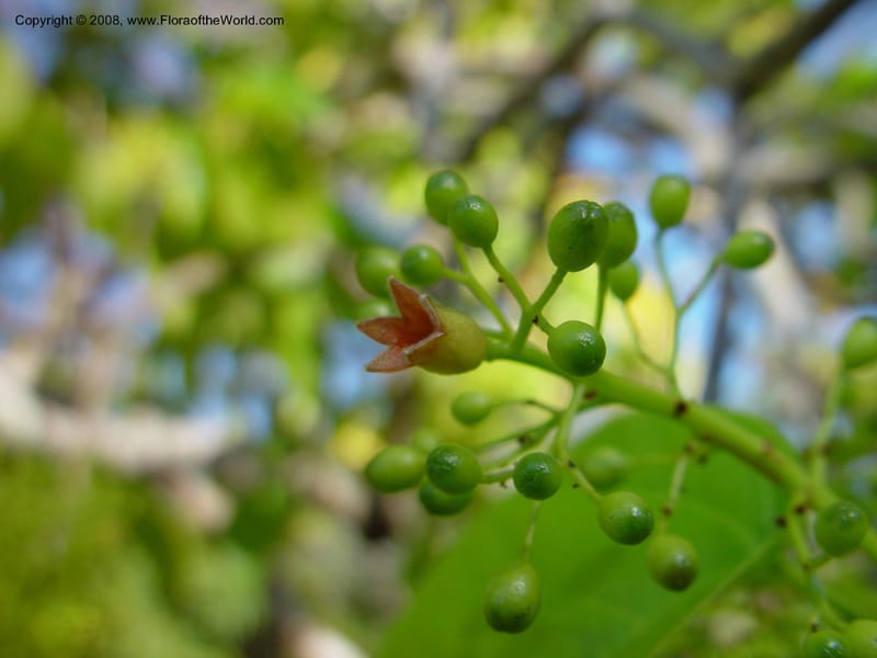 Sterculia ceramica, DF 235 M--FL. Fairchild Tropical Gard. 16 Jan 03. 026.jpg