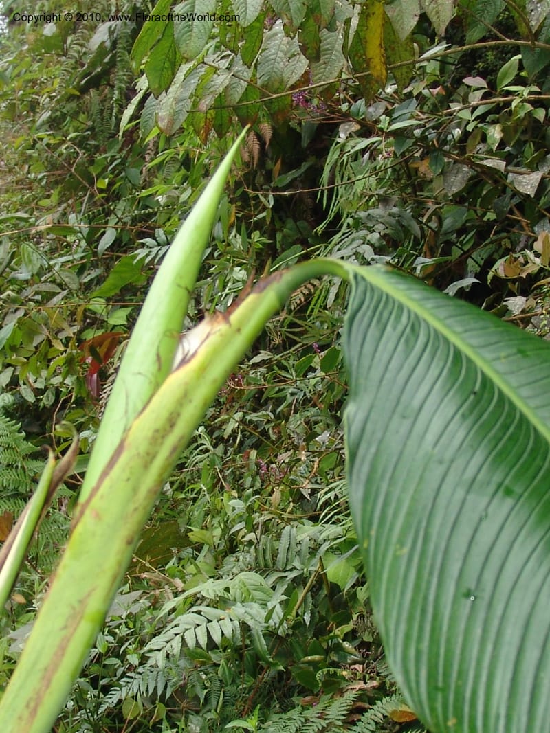 Rhodospatha, Croat 96354--Ecuador. Prov. Pichincha. Pacto-Pto. Quito Rd.. 25 Mar 06. 203 (10).jpg