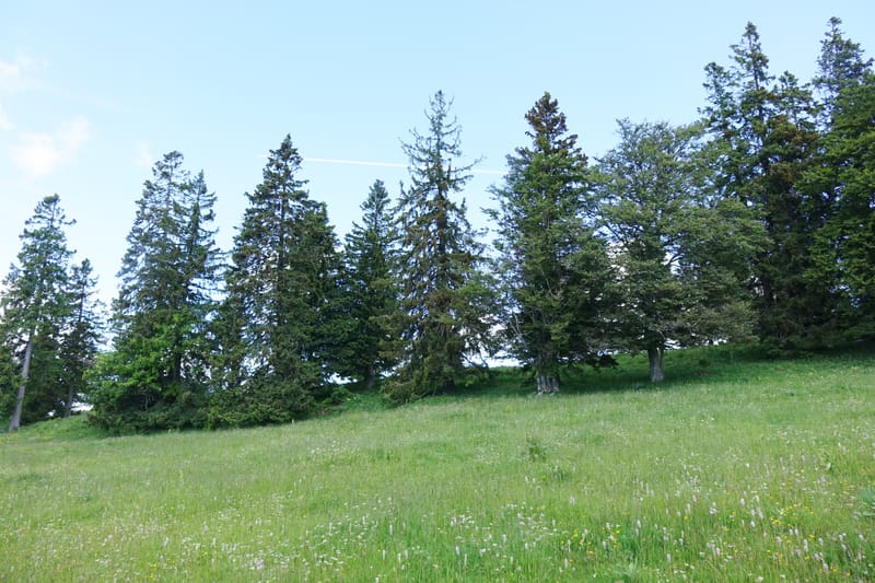 Picea abies, Not coll.--Switzerland. Col de Marchairuz. Simeon. 29 Jun 2016. DSC06067 (57).JPG