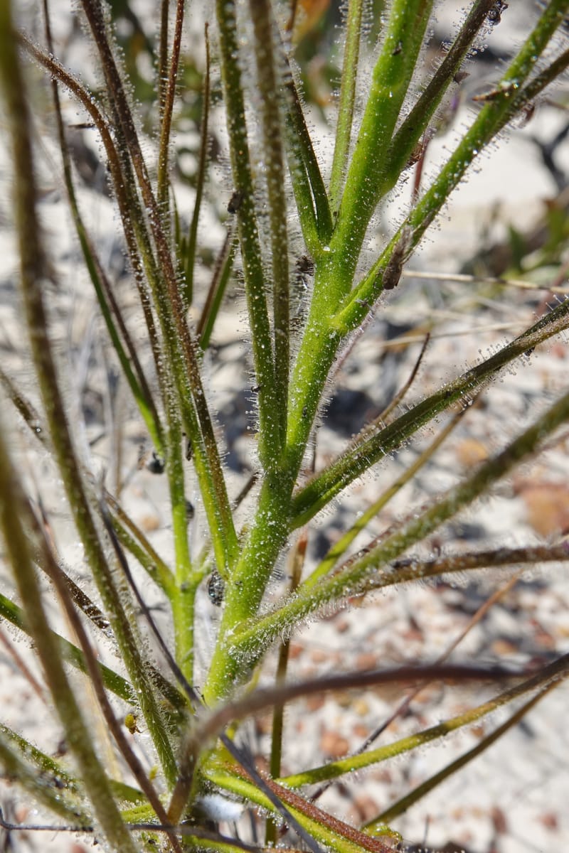 Byblis lamellata, Davidson, C 13426--Australia. W.A. Green Head-Coorow Rd. Stop 2. 24 Oct 2016. DSC04873 (39).JPG