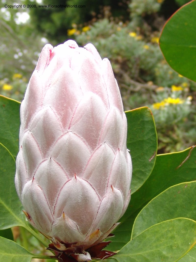 Protea cynaroides--CA. San Francisco Arbor. 3 Jul 07. 198.jpg