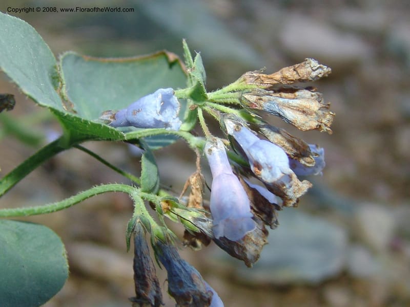 Mertensia ciliata, CDavidson11132--Idaho Co. Hell's Can. Nat. Rec. Area. Heaven's Gate. 20 Jul 07. 075.jpg
