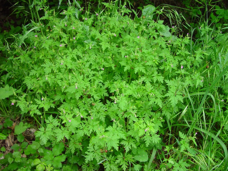 Geranium robertianum--Italy. Abruzzo. Parque Naz. Majella. Rd. no. 487. 8 May 03. 068.jpg