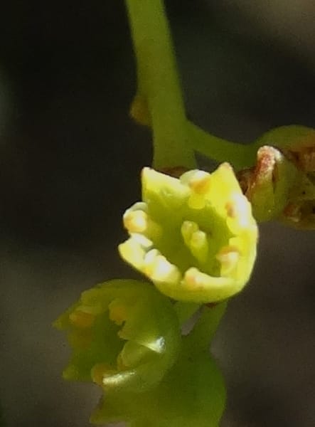 Ventilago, Bruy, D 114--New Caledonia. Tina. 10 Nov 2015. DSC00610 (140).JPG