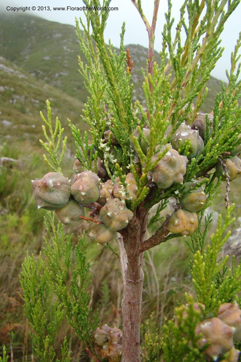 Widdringtonia nodiflora, C. Davidson 11500--South Africa. Marloth Nat. Res. Langeberg Mts. 22 Aug 09. 097 (6).jpg