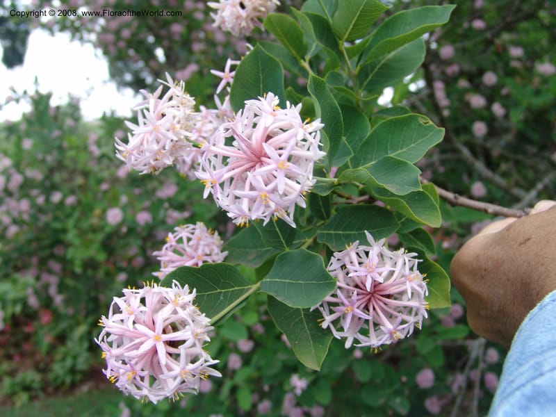 Dais cotinifolia--Kenya. Limuru. Garden of Sally Higgins. 11 Jul 04. 014.jpg