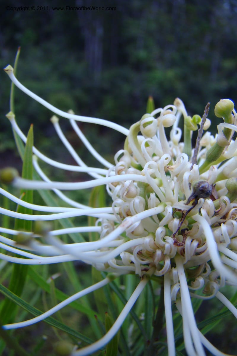 Grevillea exul, M. Callmander 809--New Caledonia. Mont Dore. 20 Jan 2010. 001 (151).jpg