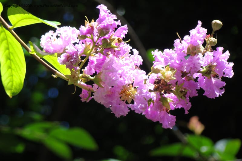 Lagerstroemia mathewsii--South Africa. Durban Botanical Garden. 30 Jan 09. 133.jpg
