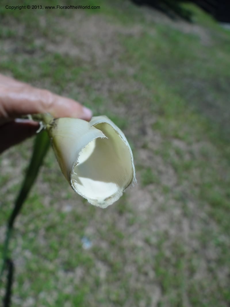 Cut stem base held in hand