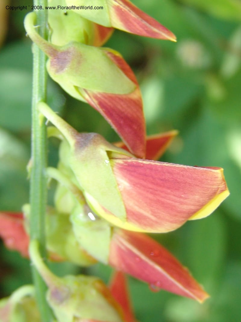 Crotalaria, GWalters1679--Gabon. Prov. Estuaire. Bambuchine, E of Libreville. 17 Apr 06. 008.jpg