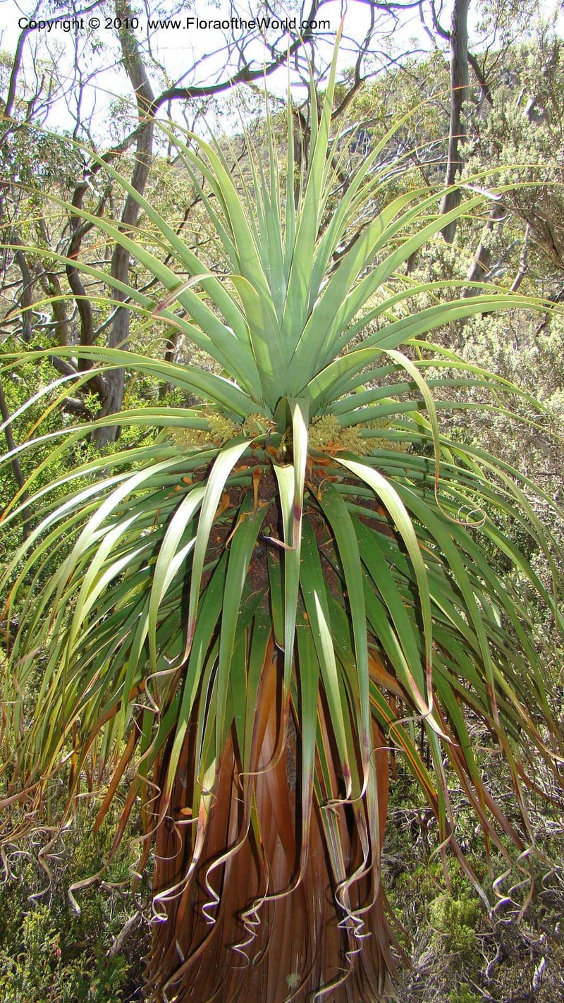 Richea pandanifolia--Tasmania. Woodland walk, Lake Dobson Rd. 30 Jan 2010. 001 (1).jpg