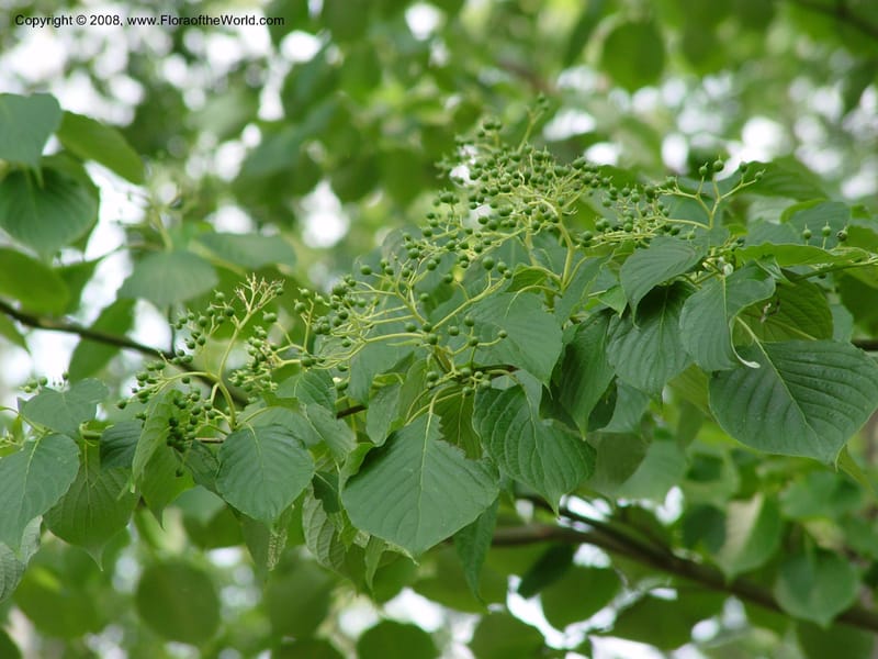 Cornus controversa--CT. Hamden. Broken Arrow Nursery. 27 Jun 03. 021.jpg