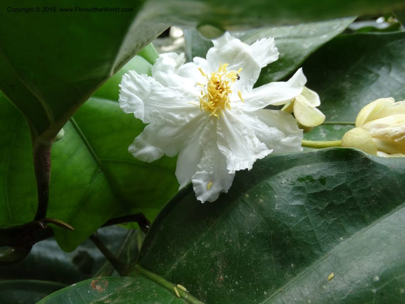 Oncoba, Davidson, C 12336B--Cameroon. Mokoko For. Res. 20 Mar 2014. DSC02622 (4).JPG