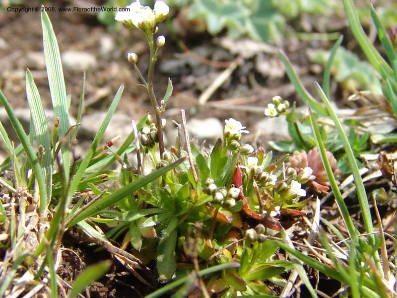 Draba siliquosa--Georgia. Vic. of Tskhrats'karo Pass. 7 Jun 05. 072.jpg