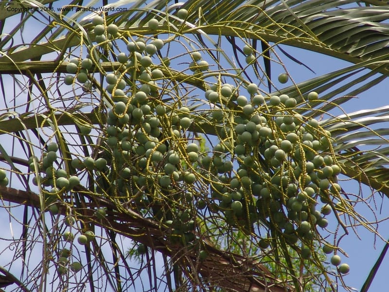 Dypsis decaryi--Madag. Prov. Toliara.  Parc Nat. Andohahela. 22 Jan 06. 127.jpg