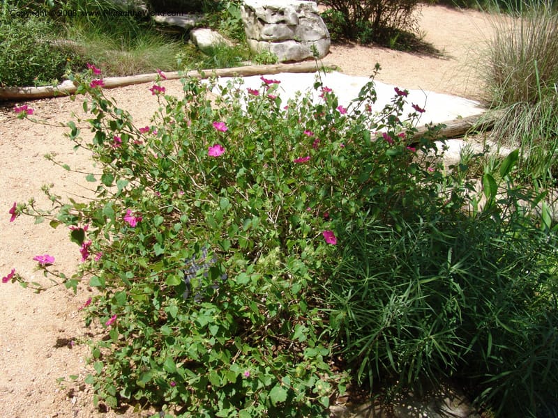 Pavonia lasiopetala--TX. Johnson Wildflower Center. 13  Jun 04. 002.jpg
