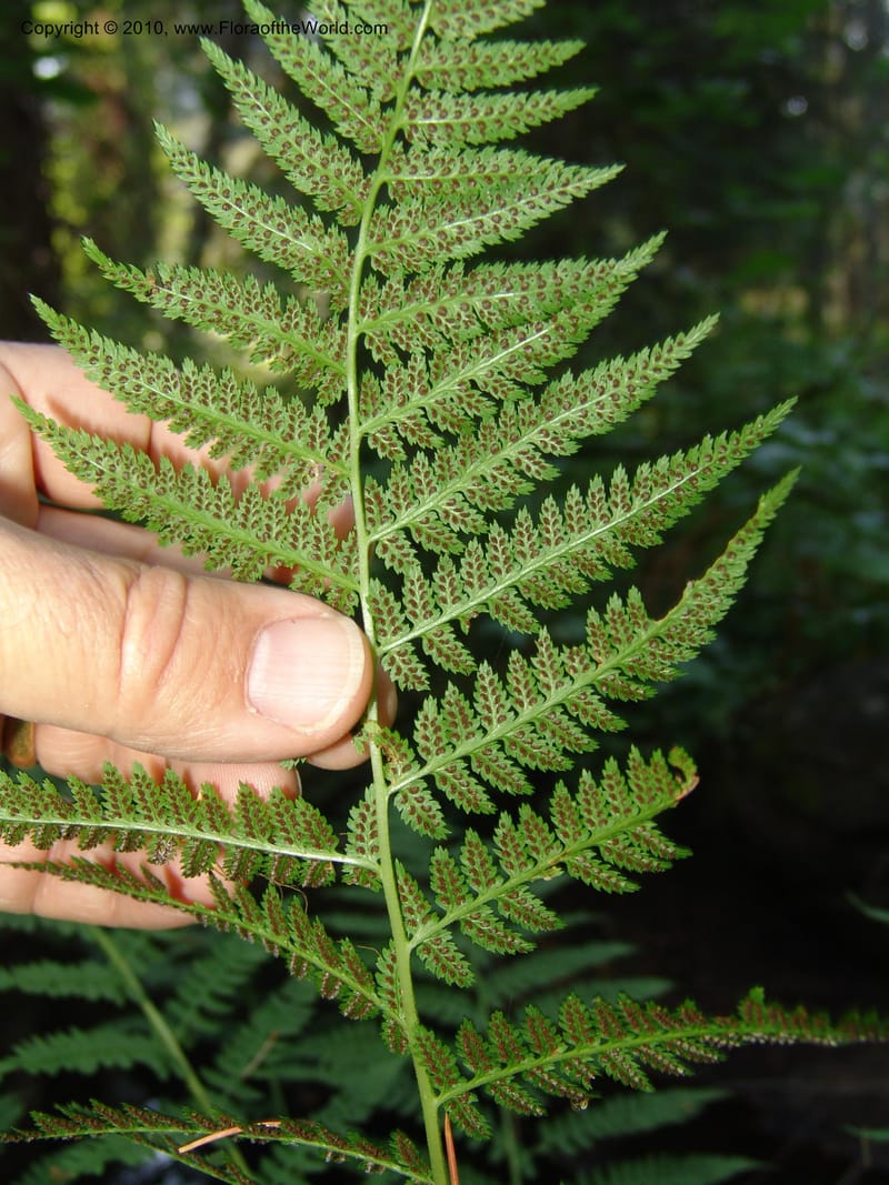 Athyrium felix-femina (L.)Mertens, CDavidson11135--ID. Valley Co. Payette Lake.  Sylvan Beach.  29 Jul 07. 010.jpg