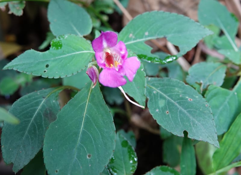 Impatiens bannaensis, D. Boufford 44157--China. Yunnan. Bu Long Shan. 6 May 2018. DSC02824 (273).JPG